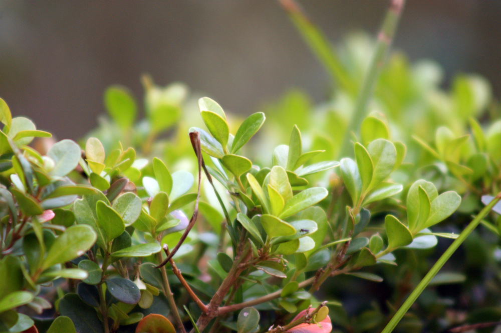 Деревья вырастут вновь