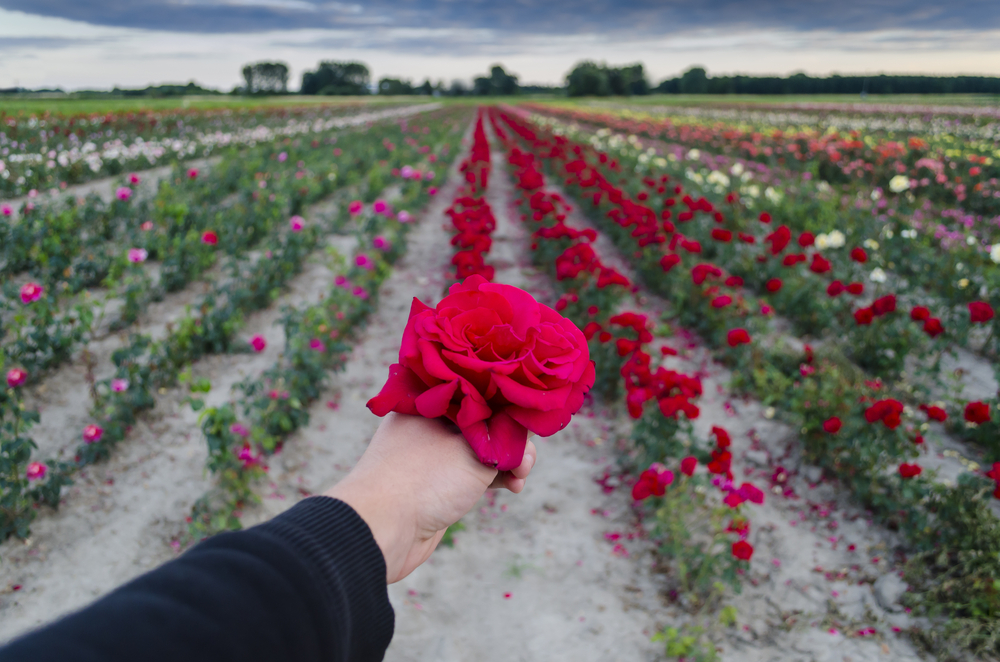 Розы – привет из Израиля