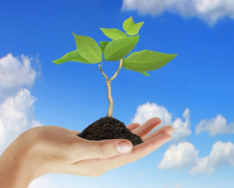 Would you like to plant a tree in the holy land?