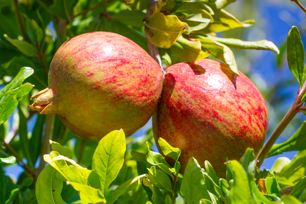 Волшебный гранат