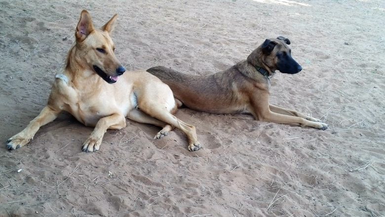 Проект «Собаки для людей»