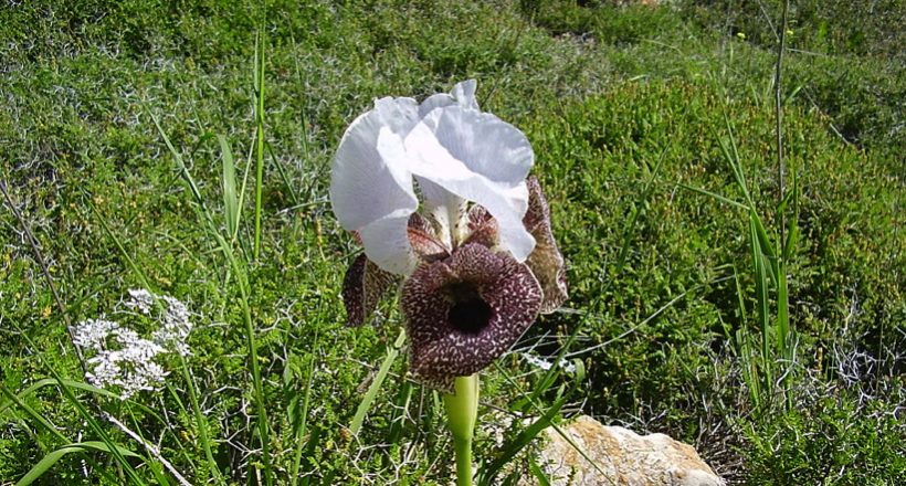 Праздник назаретских ирисов