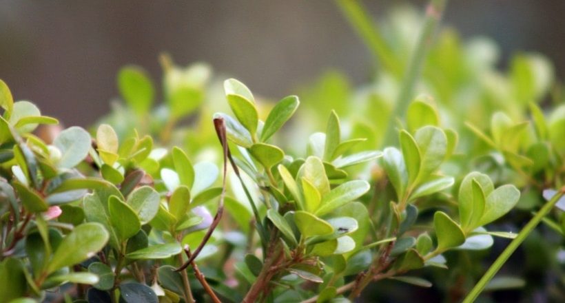 Вода из воздуха для орошения? Это реальность