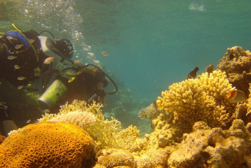 В Израиле научились печатать коралловые рифы на 3D-принтере