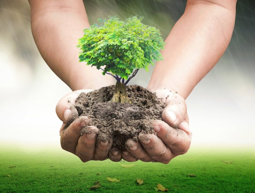 Празднуем Ту би-шват