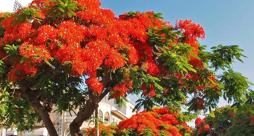 Цветение королевского делоникса на бульваре Ротшильд в Тель-Авиве