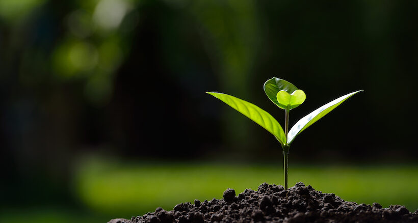 Сегодня праздник Ту би-Шват — Новый год деревьев